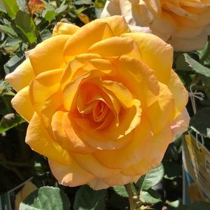 Meet your Posher, Sydni